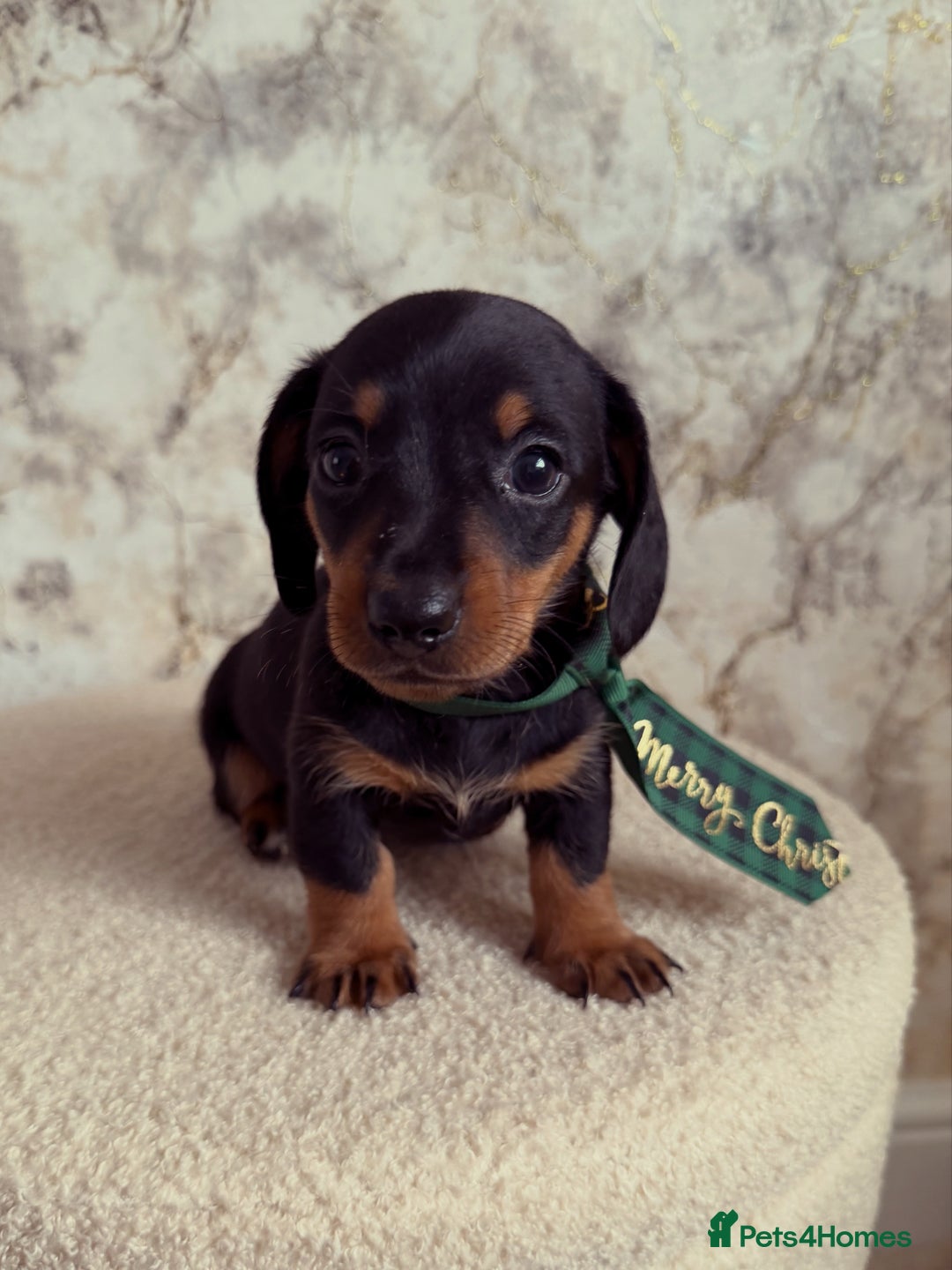 Miniature Dachshund dogs for sale: Miniature Dachshund  - Advert 9