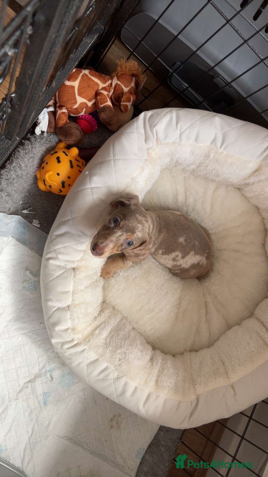 Miniature Dachshund dogs for sale: Female Dapple Miniature dachshund  (Dottie)  - Image 4