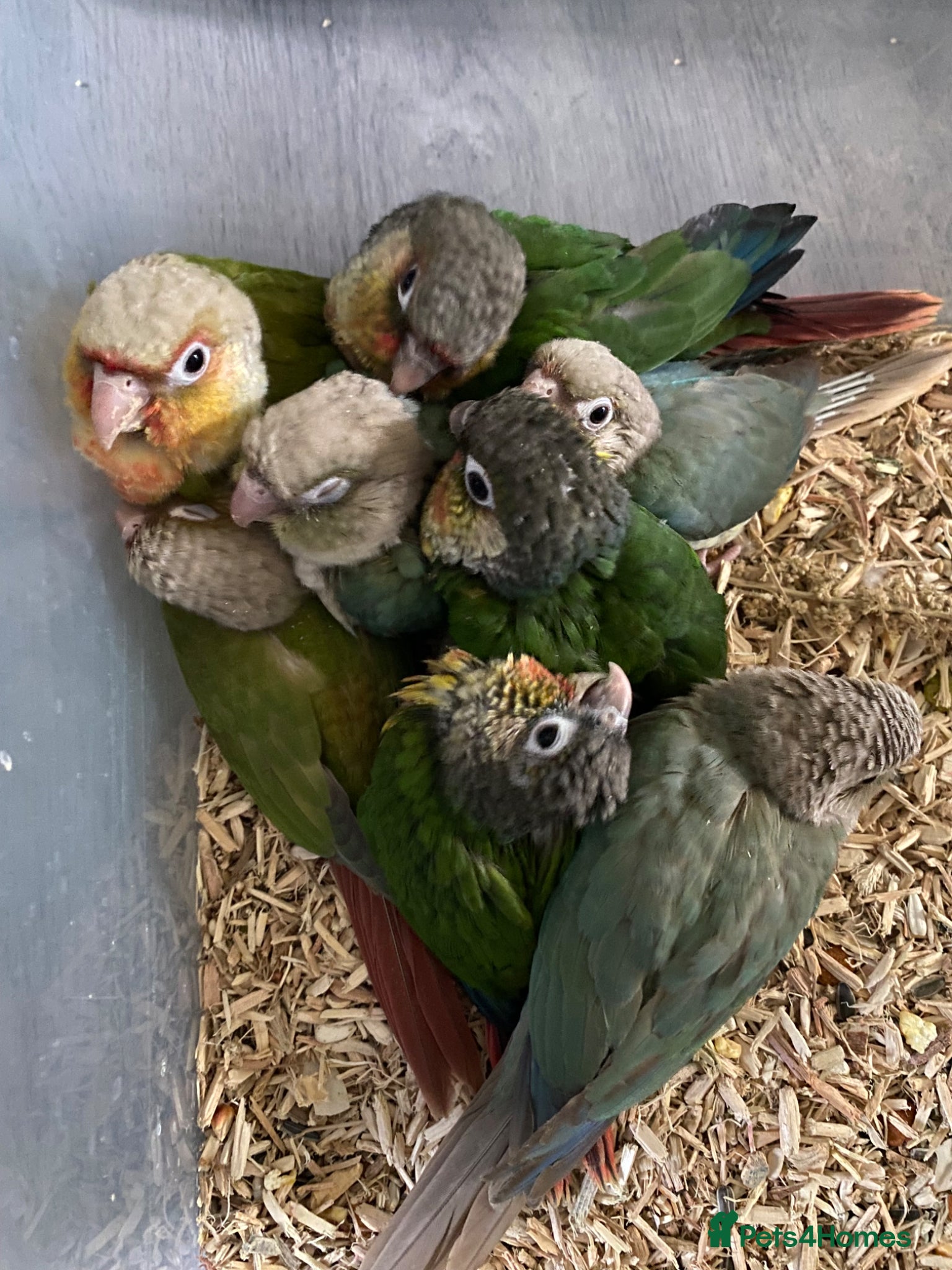 Conures birds Hand tame Green Cheek Conures - Advert 7