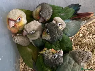 Conures birds Hand tame Green Cheek Conures - Advert 7