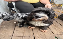 Cockapoo dogs for sale: Ready Now Beautiful Cockapoo pups £1000 in Wolverhampton - Image 8