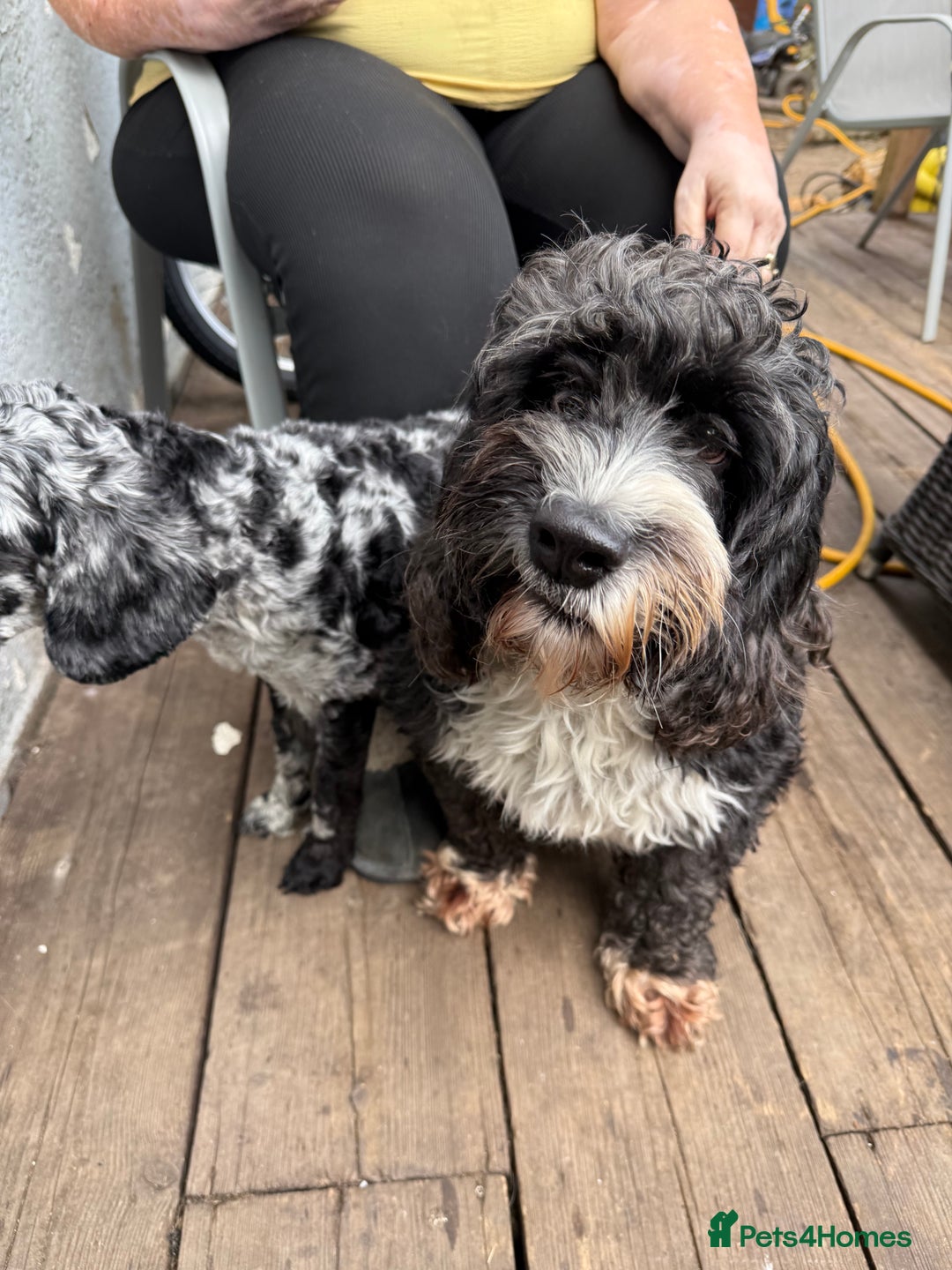 Cockapoo dogs for sale: Ready Now Beautiful Cockapoo pups £1000 in Wolverhampton - Image 8
