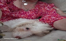 Toy Poodle dogs for sale: White Parti toy poodle o - Image 2