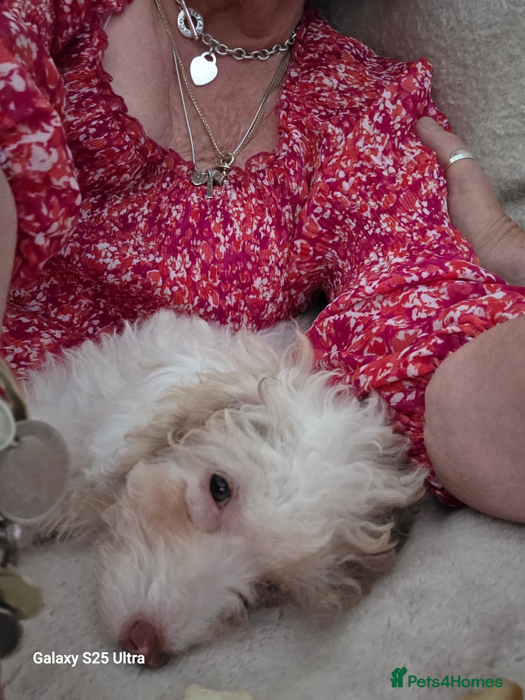 Toy Poodle dogs for sale: White Parti toy poodle o - Image 2