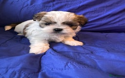 Shih Tzu dogs for sale: ShihTzu Puppies Ready for Their Forever Homes Soon - Image 2