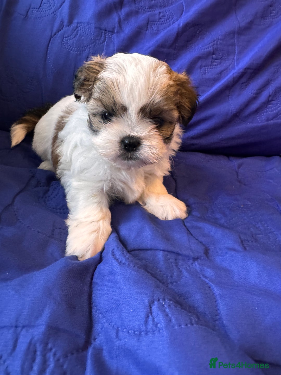 Shih Tzu dogs for sale: ShihTzu Puppies Ready for Their Forever Homes Soon - Image 2