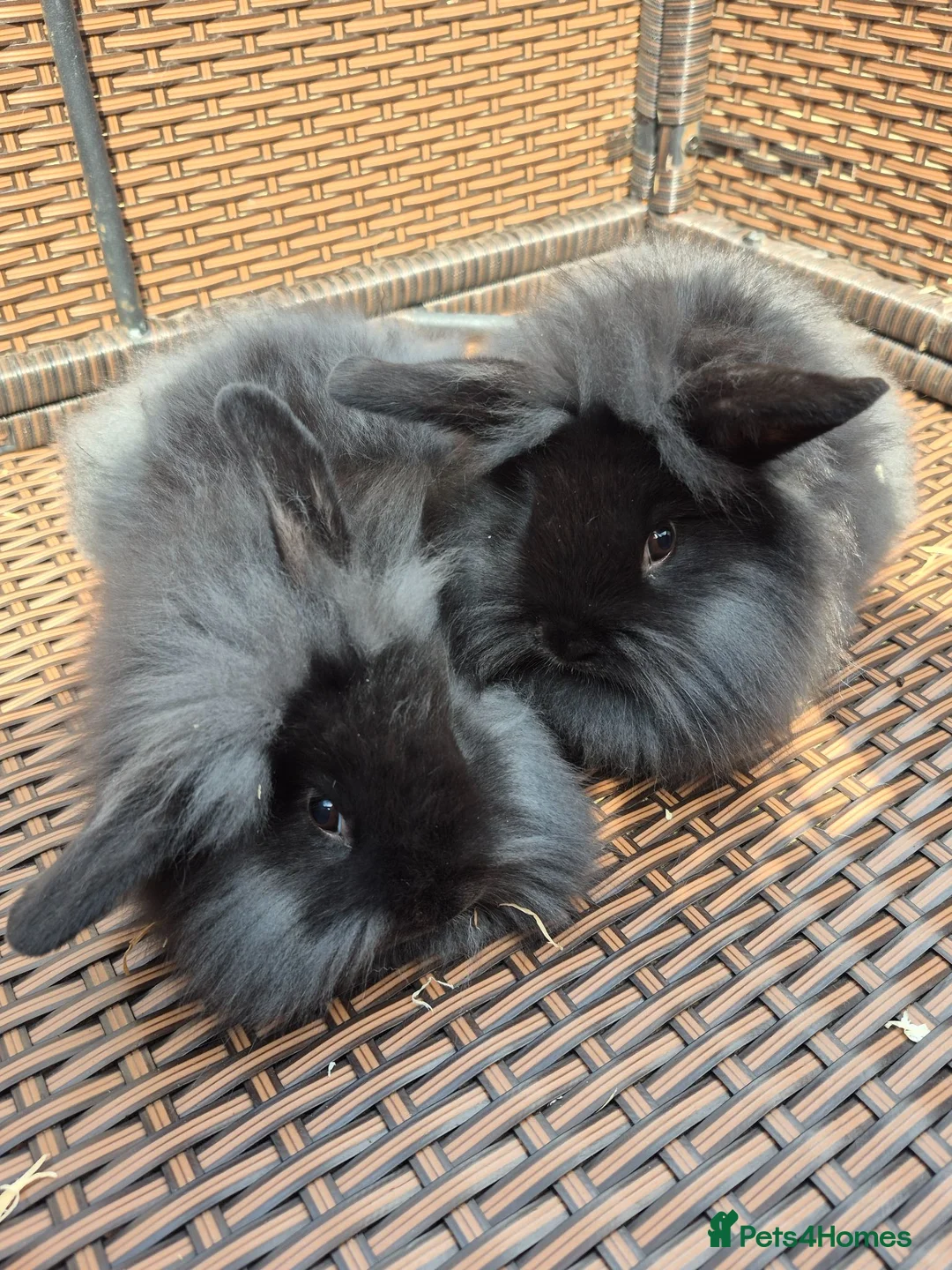 Mini Lop rabbits for sale: LAST 2! COLLECT TODAY! Baby Mini Lop Bunnies - Advert 2