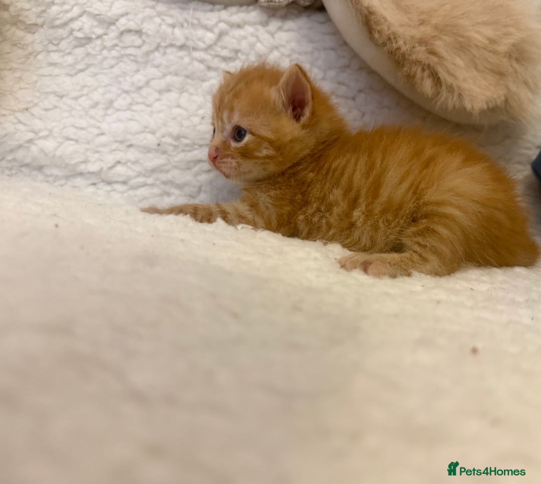 Mixed Breed cats for sale: Kittens  - Advert 4