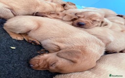 Labrador Retriever dogs for sale: Striking Fox Red Puppies  - Image 3