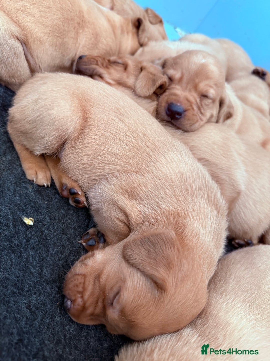 Labrador Retriever dogs for sale: Striking Fox Red Puppies  - Image 3