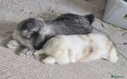 Mini Lop rabbits for sale: Bonded Pair of Indoor Rabbits - Image 6