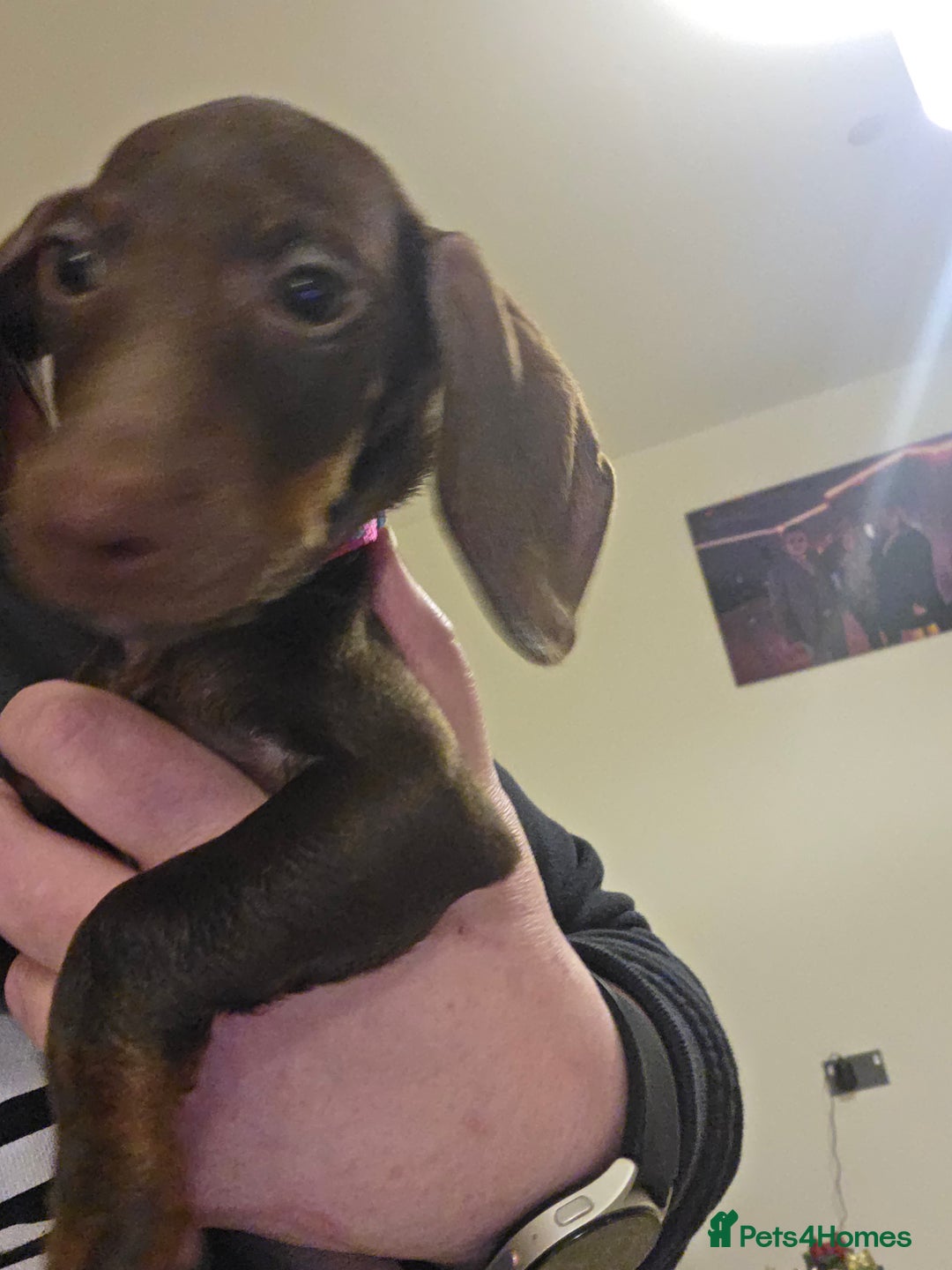Dachshund dogs for sale: Female Dachshund Puppy - Advert 7