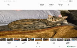 Mixed Breed cats for sale: Mixed breed female cat Free to a good home - Image 4