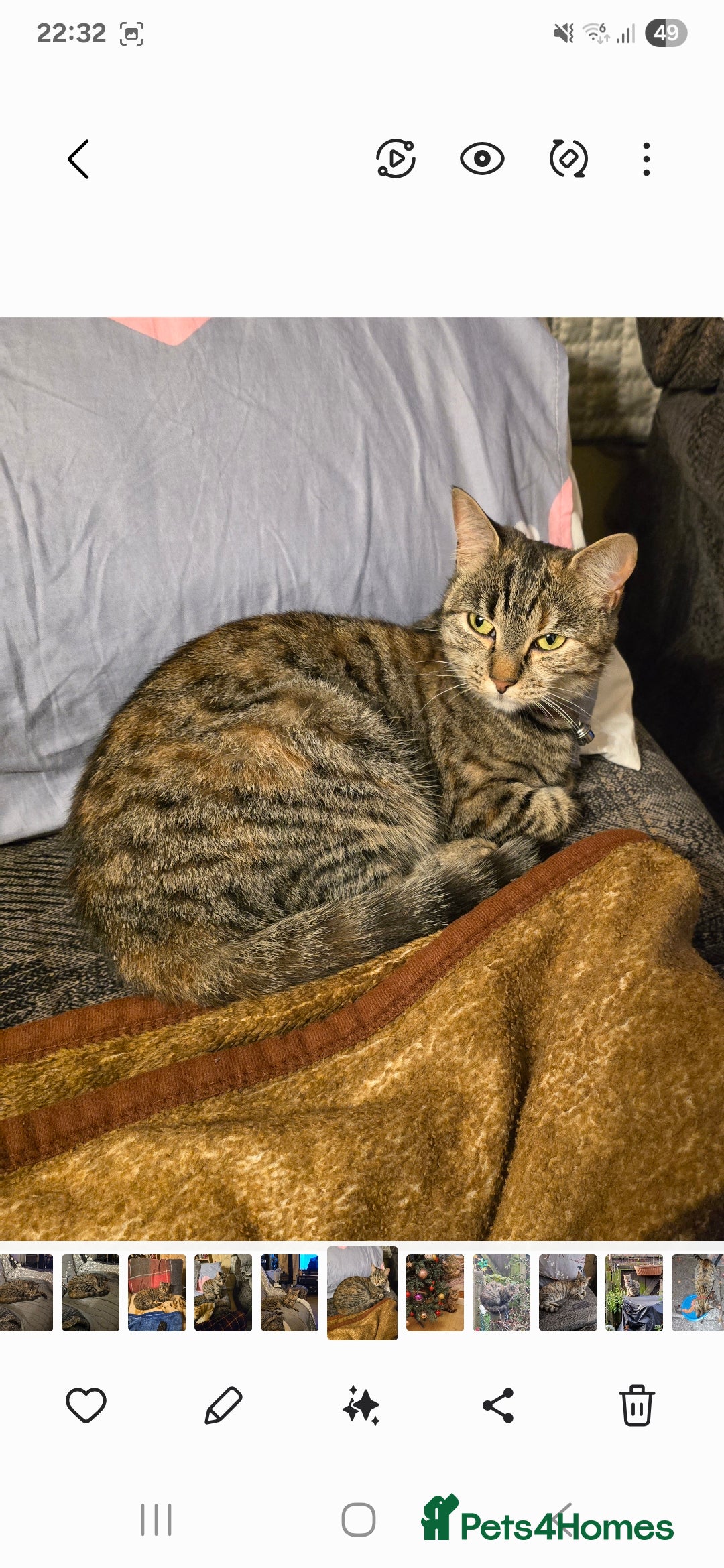 Mixed Breed cats for sale: Mixed breed female cat Free to a good home - Image 4