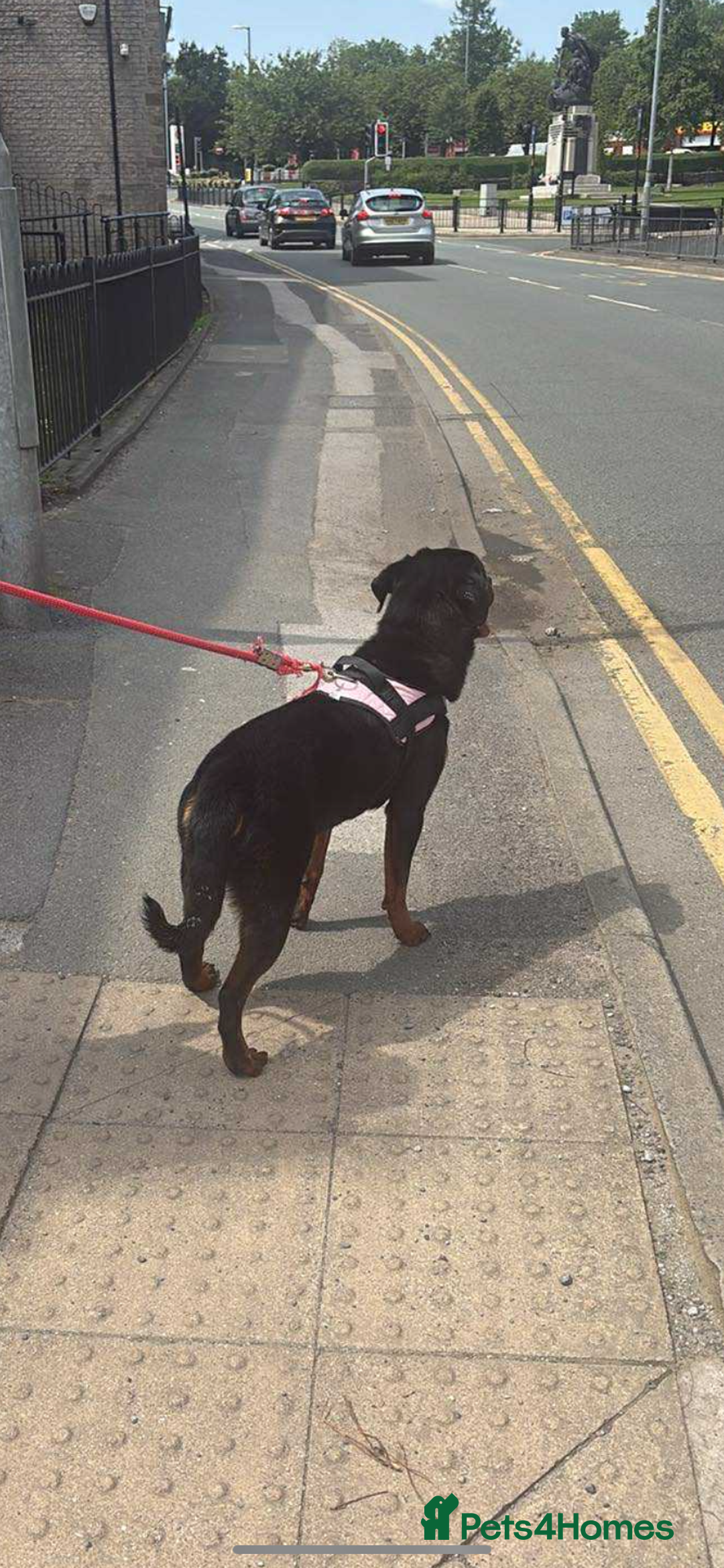 Rottweiler dogs for sale: Bella boo is looking for a home 🏠  - Image 4