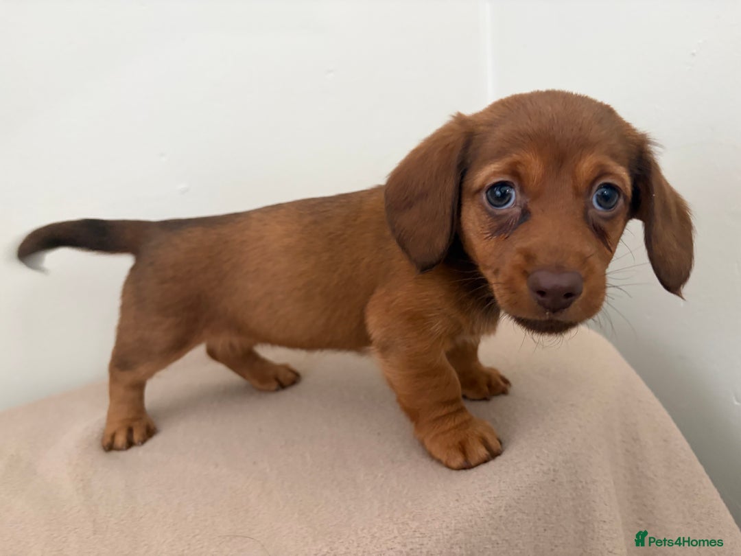 Miniature Dachshund dogs for sale: Red miniature Dachsund’s  - Image 3