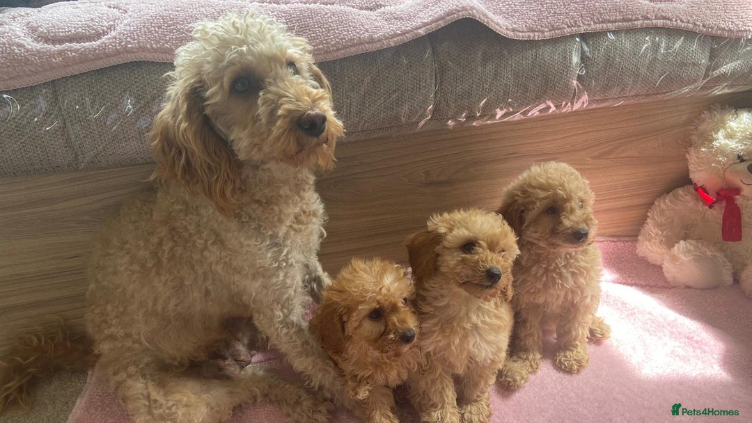 Cockapoo dogs for sale: Cockapoo puppies - Image 17