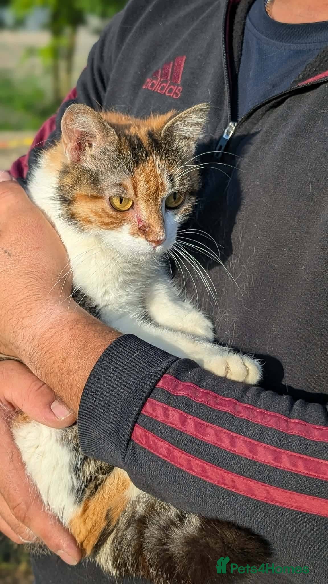 Mixed Breed cats Willow for adoption - Advert 1