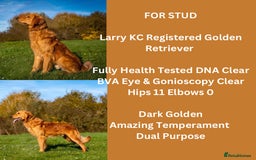 Golden Retriever dogs for stud: Stunning Golden Retriever in Gaerwen - Image 1