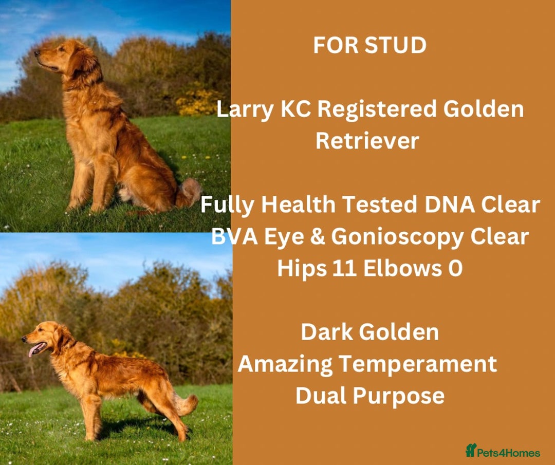 Golden Retriever dogs for stud: Stunning Golden Retriever in Gaerwen - Image 1