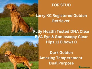 Golden Retriever dogs in Gaerwen - Advert 9