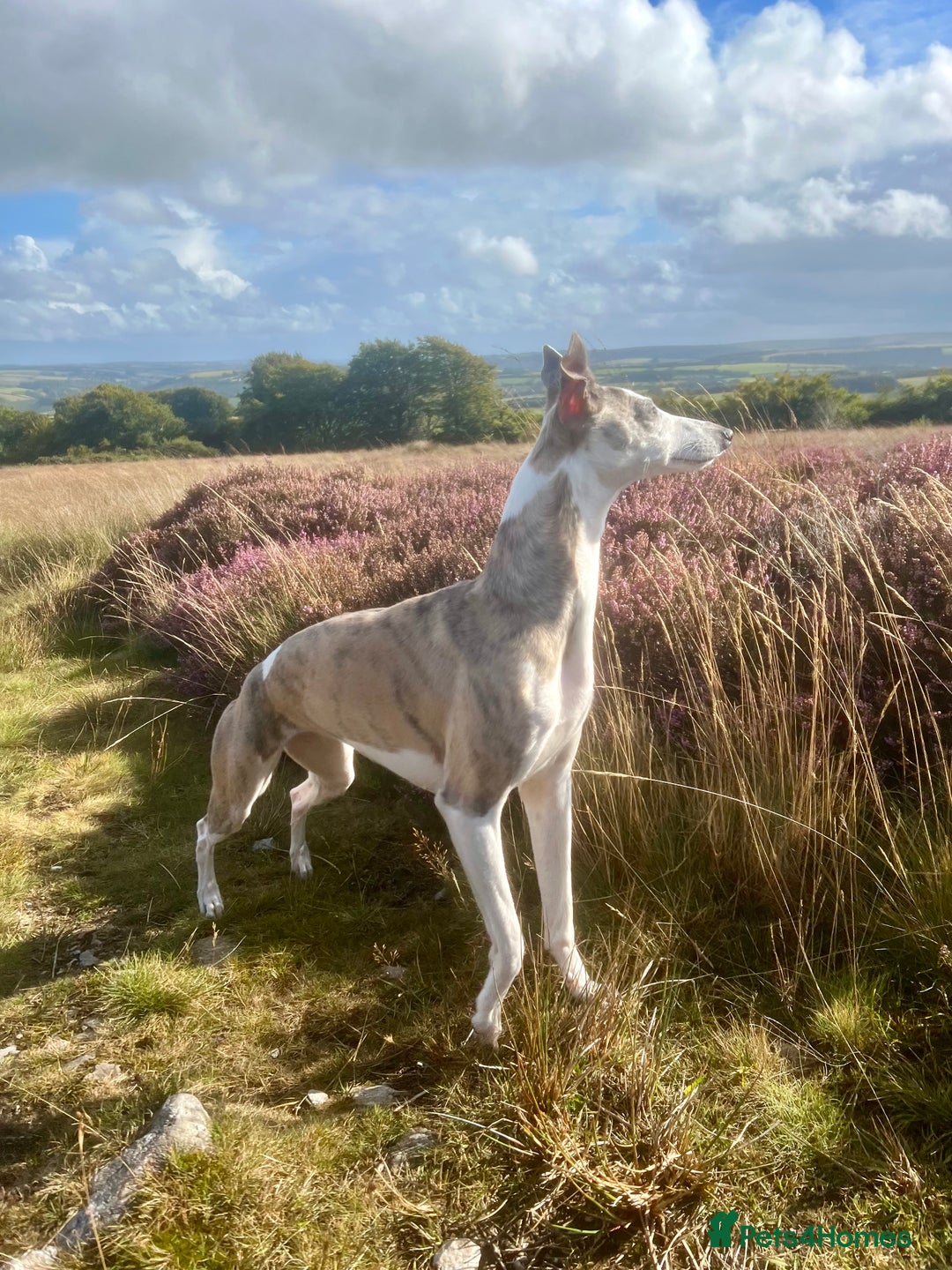 Mixed Breed dogs for sale: Stunning F1 Beddy Whippet Pups — Hearts Will Melt - Advert 8
