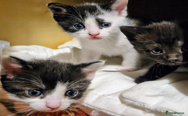 Mixed Breed cats - Advert 8