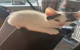 Domestic Shorthair cats for sale: 10 week old kittens - Image 4