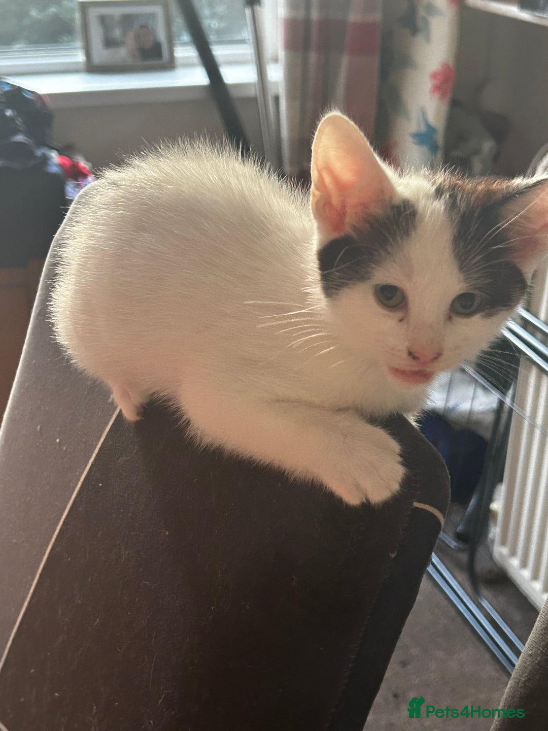Domestic Shorthair cats for sale: 10 week old kittens - Image 4