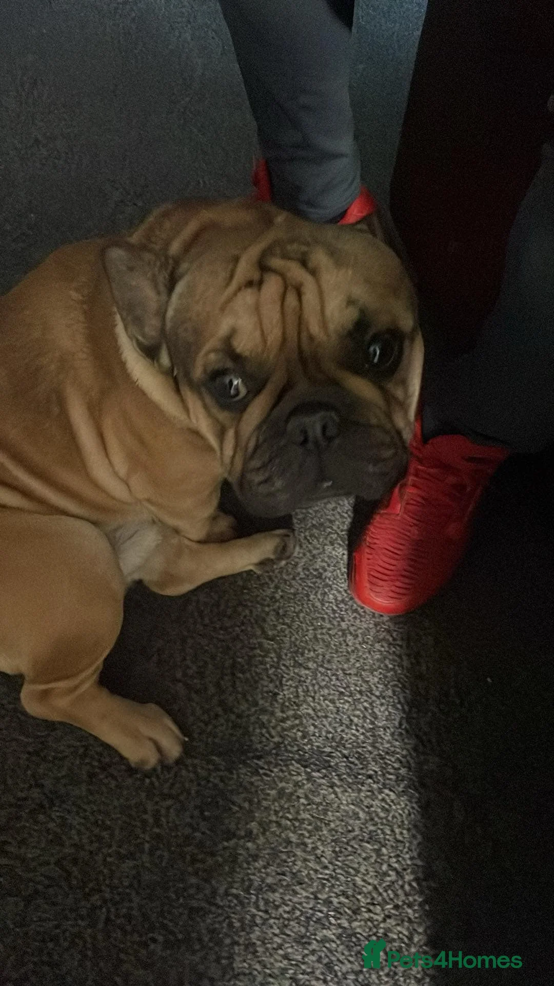 French Bulldog dogs for sale: Male french bulldog for sale in Middlesbrough - Advert 16