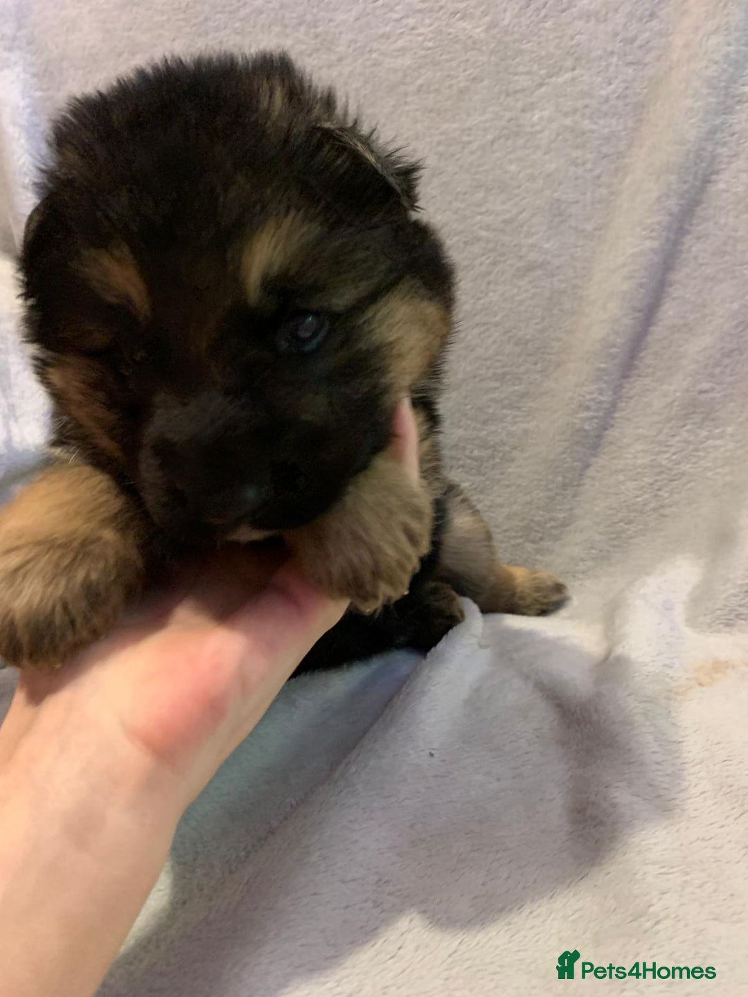 German Shepherd dogs for sale: German Shepherd puppies - Advert 9