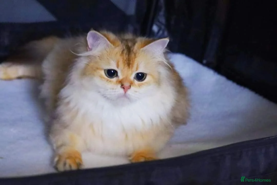 British Longhair cats for sale: Esmeralda the diamond  - Advert 2