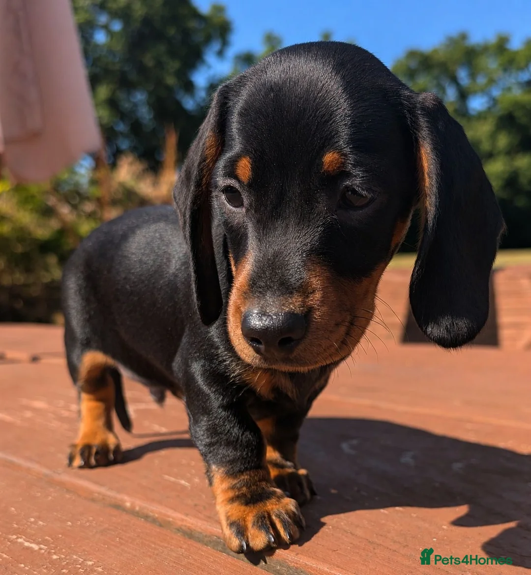 Miniature Dachshund dogs for sale: Quality KC/ PRA clear Miniature Dachshund Puppies  - Advert 2