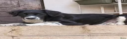 Mixed Breed dogs for adoption: 🐾Sweet Noddy is looking for a home 🐾 - Advert 5