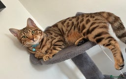 Bengal cats for sale: Beautiful bengal girl  - Image 4