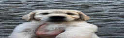 Golden Retriever dogs for sale: Gorgeous Golden Retriever Puppies  - Advert 14