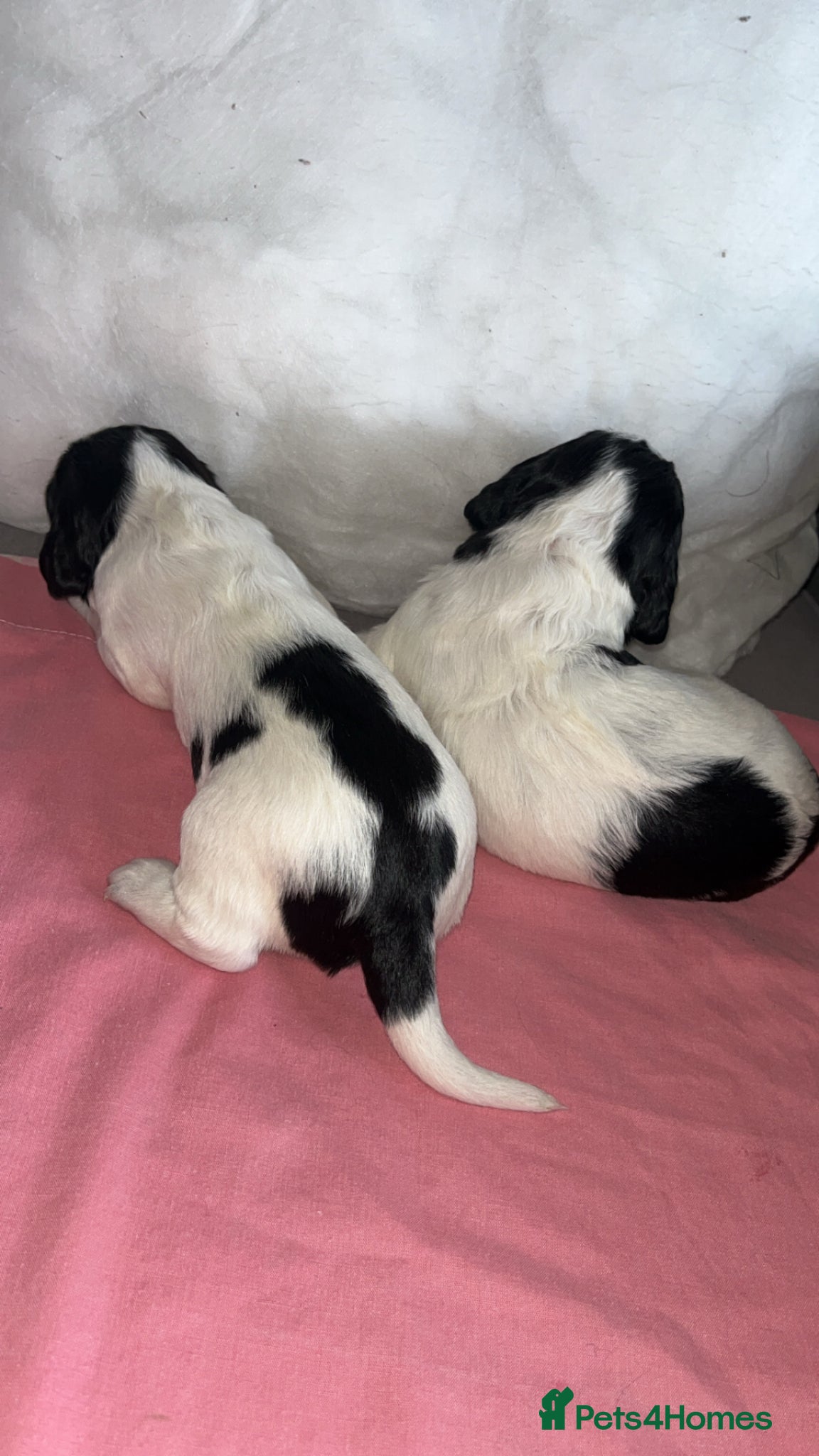 Sprocker dogs for sale: 12 beautiful sprocker spaniels  - Advert 5