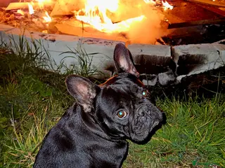 Mixed Breed dogs 7 month old puppy - Advert 1