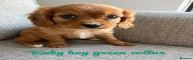 Little boy green collar 