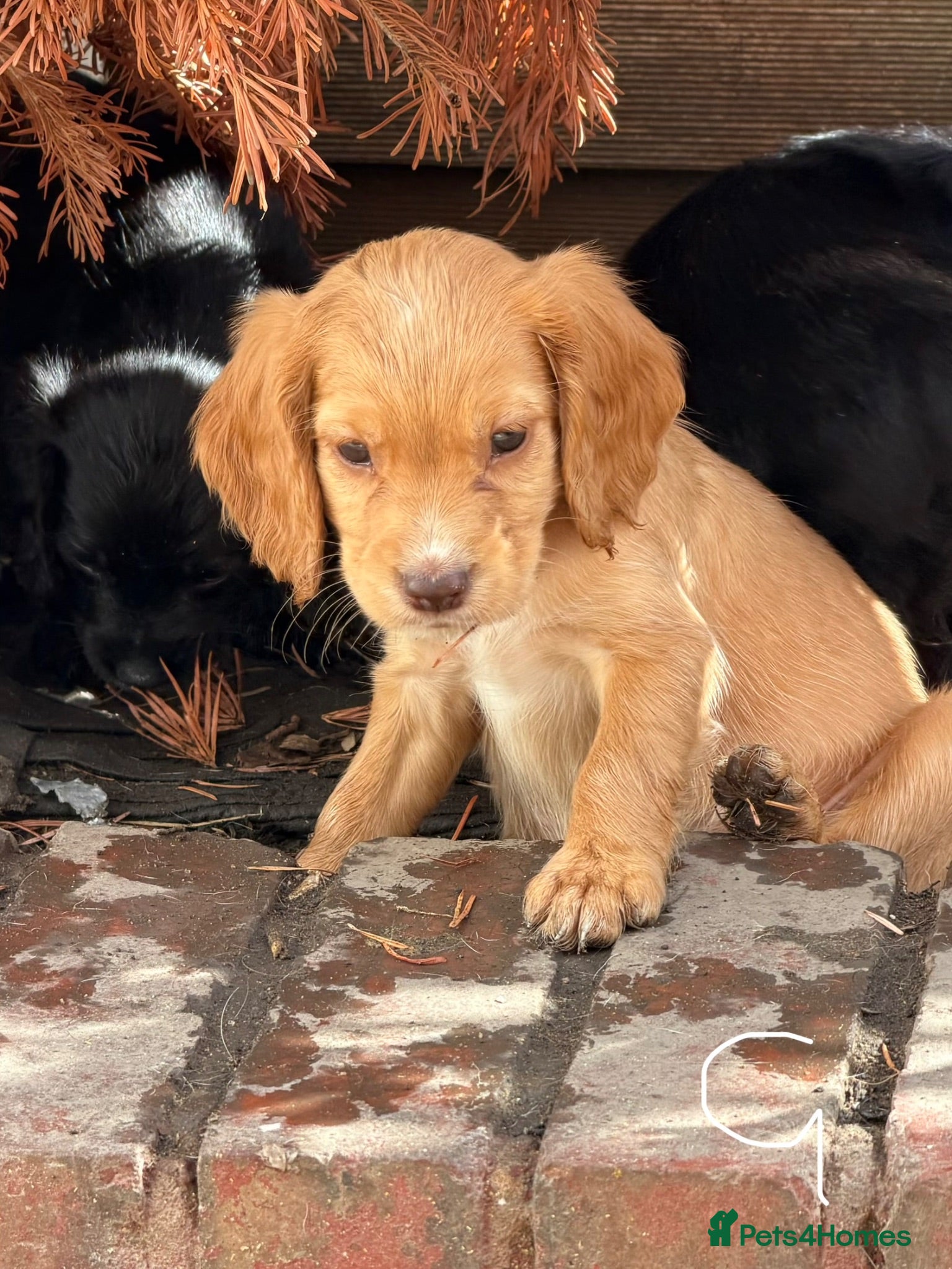 Cocker Spaniel dogs Cocker spaniel puppies - Advert 3
