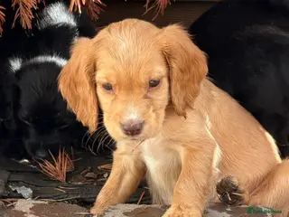 Cocker Spaniel dogs Cocker spaniel puppies - Advert 3