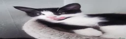 Mixed Breed cats for sale: Russian Blue mixed kittens - Advert 11