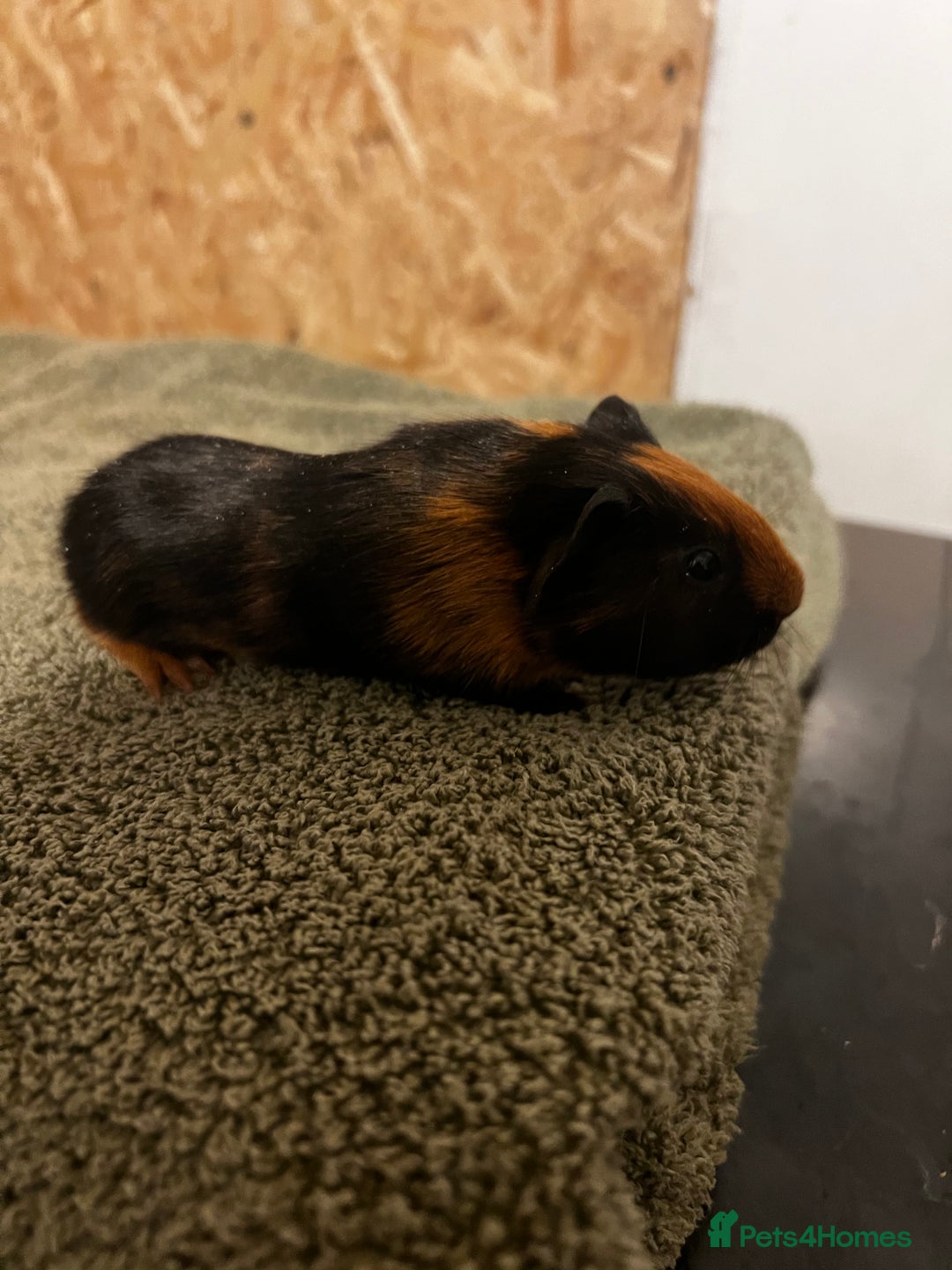 Guinea Pig rodents for sale: baby guinea pig - Advert 33