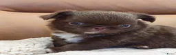 Chihuahua dogs for sale: KC REG THAI X RUSSIAN LINES NOW ARRIVED  - Advert 14