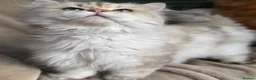 British Longhair cats for sale: British Longhair stunning TICA boy - Advert 18