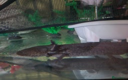 Axolotl reptiles for sale: 2 axolotl plus tank - Image 3
