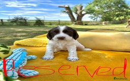 Cocker Spaniel dogs for sale: Farm Bred - Docked - Working Cocker Pups in Peterborough - Image 12