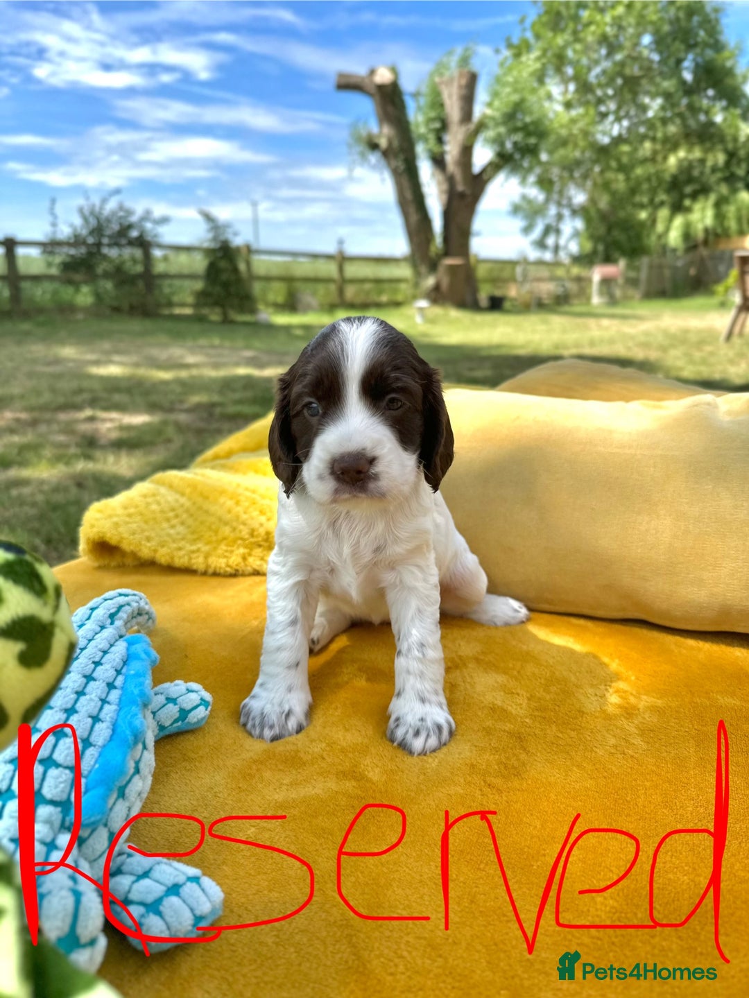Cocker Spaniel dogs for sale: Farm Bred - Docked - Working Cocker Pups in Peterborough - Image 12