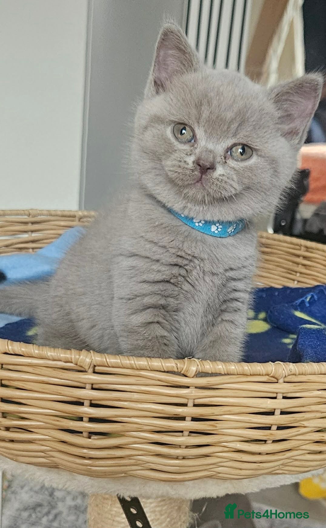 British Shorthair cats ✨ Stunning British Shorthair Kittens Available ✨ - Advert 19