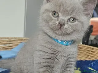 British Shorthair cats ✨ Stunning British Shorthair Kittens Available ✨ - Advert 19